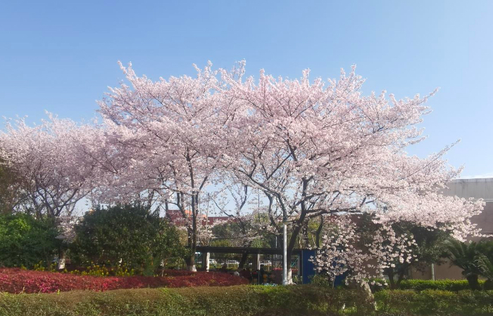 3月——桜の季節です